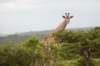 giraffeinthekapprivernaturereserve_small.jpg