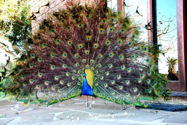 peacock1.jpg