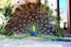 peacock1_small.jpg