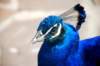 peacock2_small.jpg