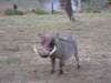 wallythewarthog_small.jpg