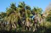 wilddatepalmscloseupred_small.jpg