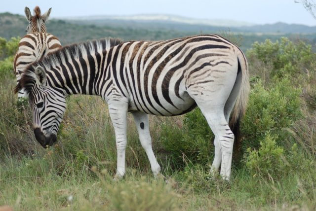 zebrainkapprivernaturereserveoppositefarm.jpg
