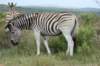 zebrainkapprivernaturereserveoppositefarm_small.jpg